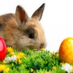 a foto mostra um filhote de coelho marrom claro, em cima de um jardim com 2 ovos coloridos.