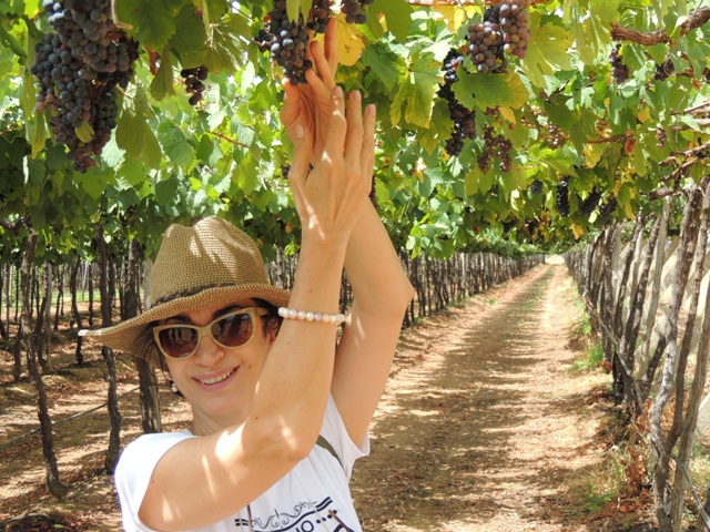 Claudia Matarazzo de chapéu de palha e óculos escuros está em primeiro plano no meio de uma plantação de videiras. Com os braços erguidos ela alcança um cacho de uvas maduras.