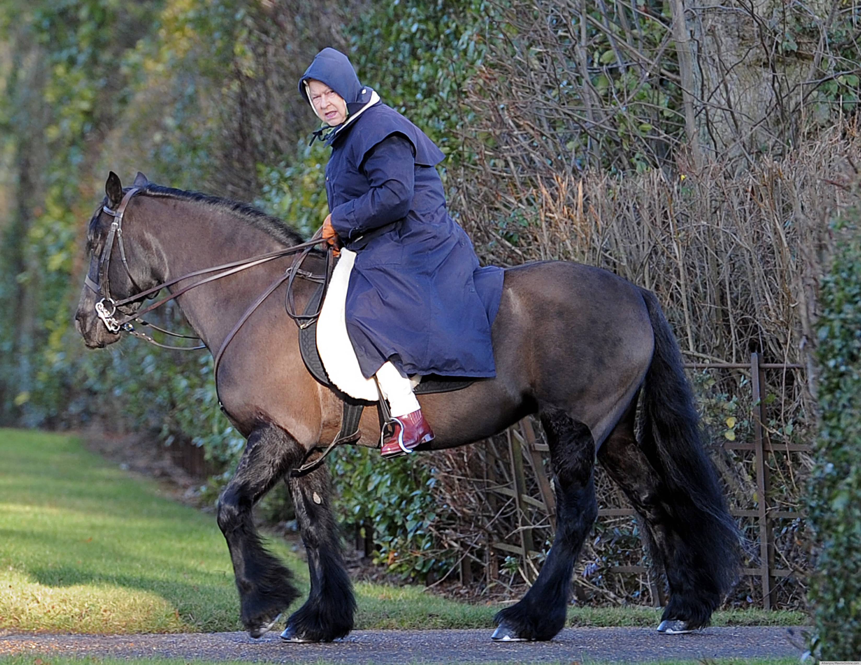 Rainha Elizabeth do Reino Unido, veste uma capa azul com capuz e faz sua montaria, nos campos ingleses, um enorme cavalo castanho escuro da raça percheron,