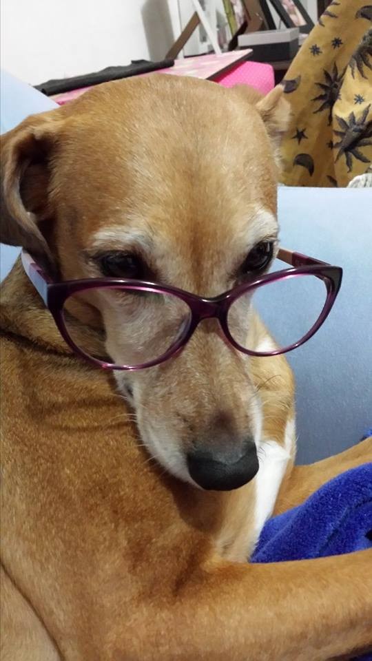 cadela chamada Lady , raça desconhecida, na cor marrom claro, usando óculos e fazendo cara de intelectual.