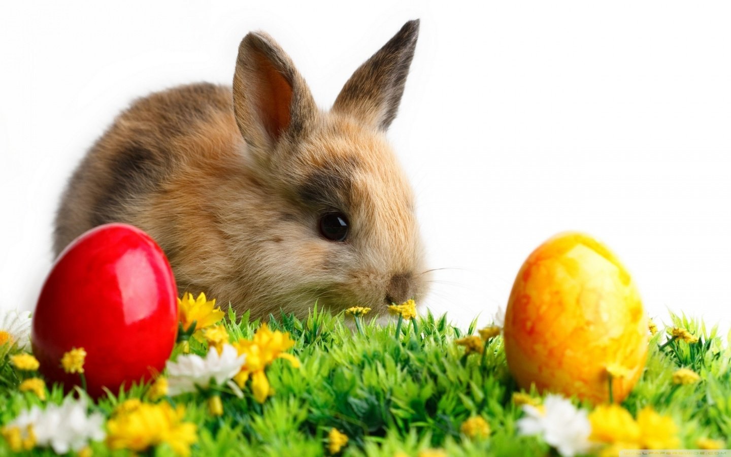 a foto mostra um filhote de coelho marrom claro, em cima de um jardim com 2 ovos coloridos.