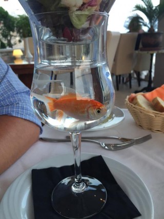 Uma taça de vidro bojuda com água serve de suporte para a vasilha de vidro com salada e coquetel de camarão que está apoiada sobre ela. Normal. Só que, na água dessa taça um peixinho vermelho nada no exíguo espaço.